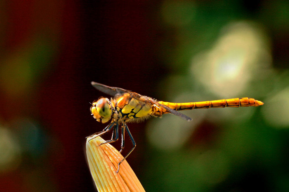 Sympetrum striolatum