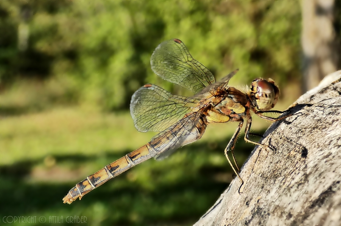 Sympetrum striolatum