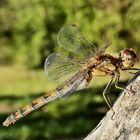 Sympetrum striolatum