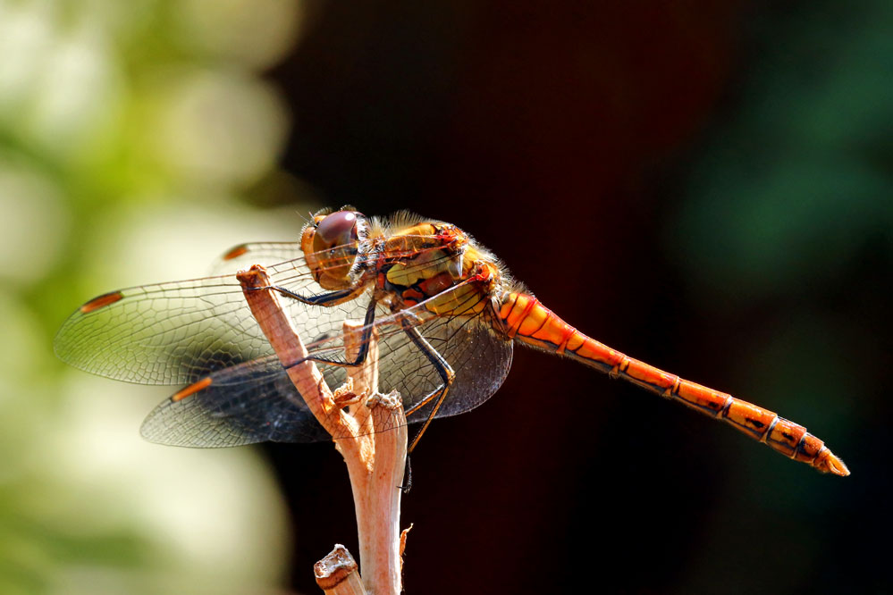 Sympetrum striolatum