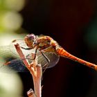 Sympetrum striolatum