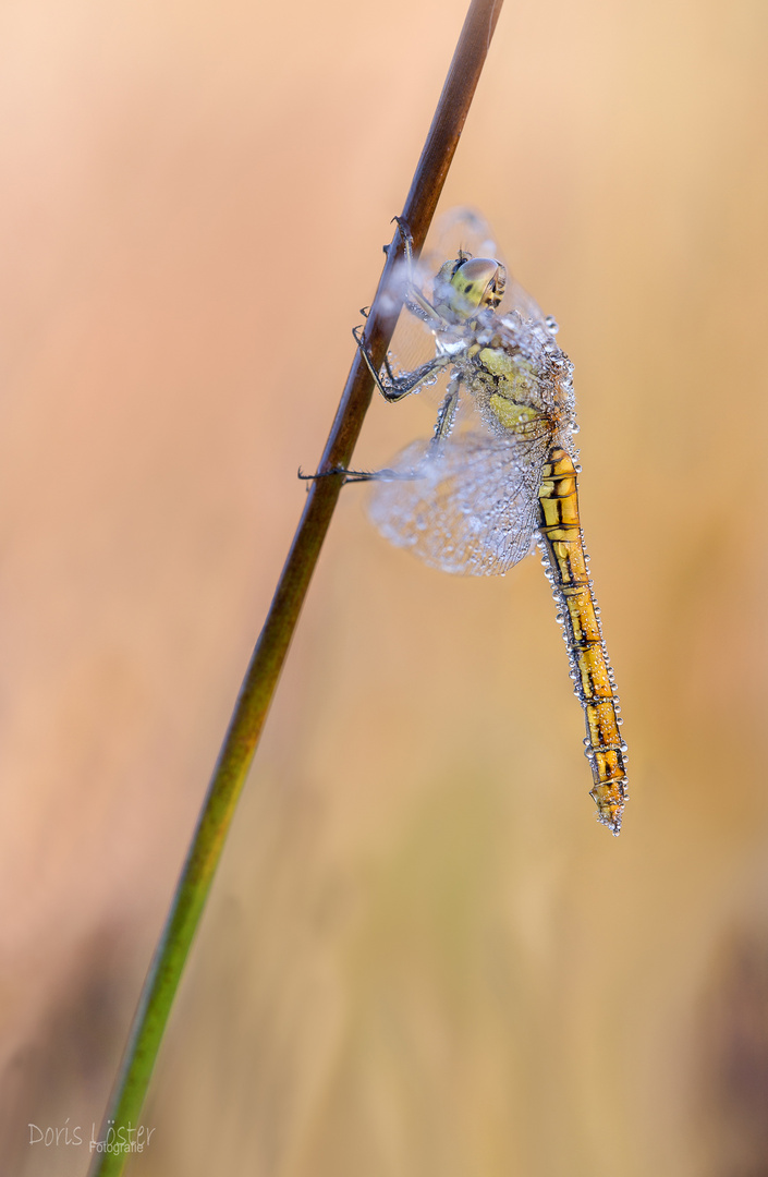 Sympetrum striolatum