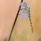 Sympetrum striolatum