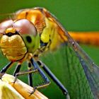 Sympetrum striolatum