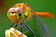 Sympetrum striolatum