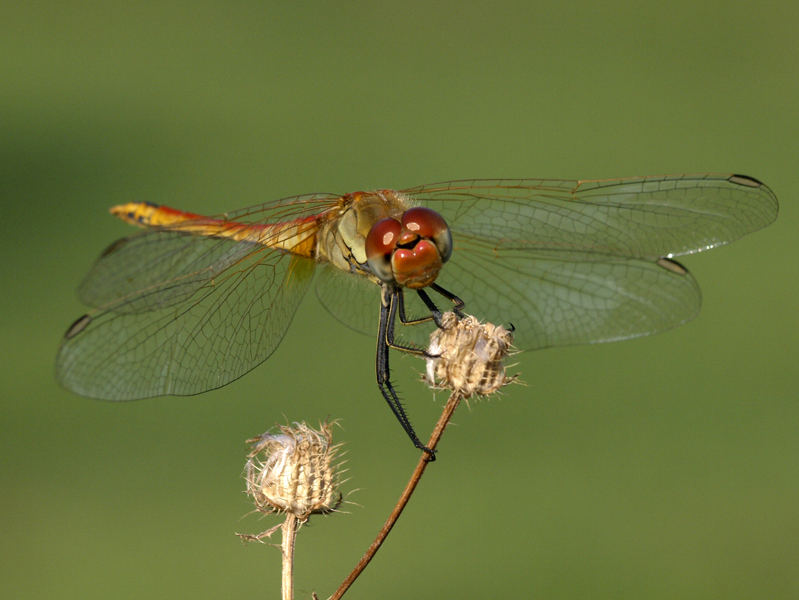 sympetrum striolatum