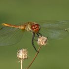 sympetrum striolatum