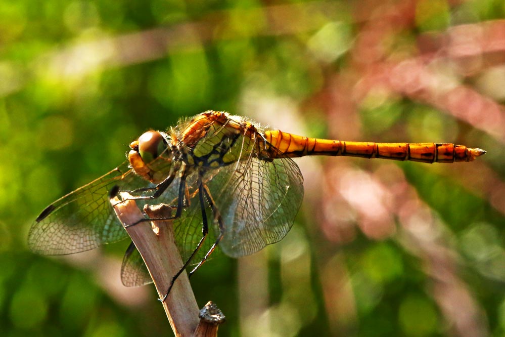 Sympetrum striolatum