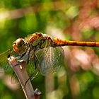 Sympetrum striolatum