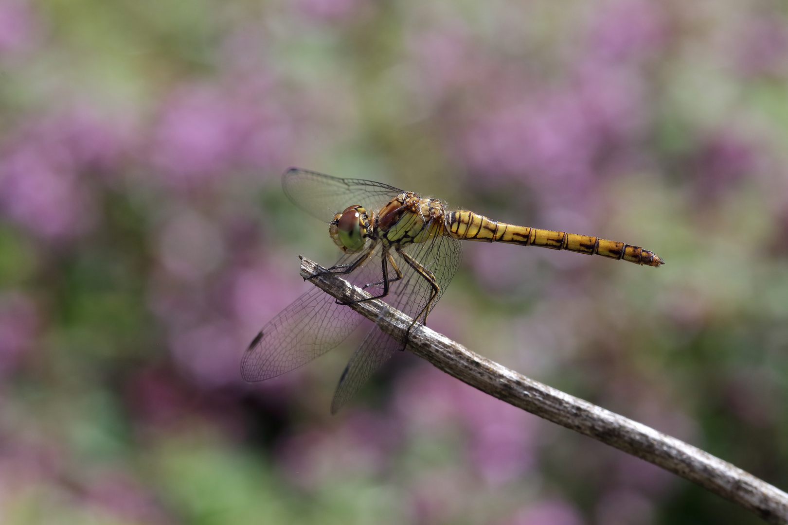 Sympetrum striolatum