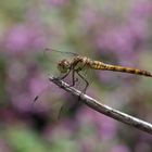 Sympetrum striolatum