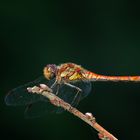 Sympetrum striolatum !