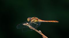 Sympetrum striolatum !