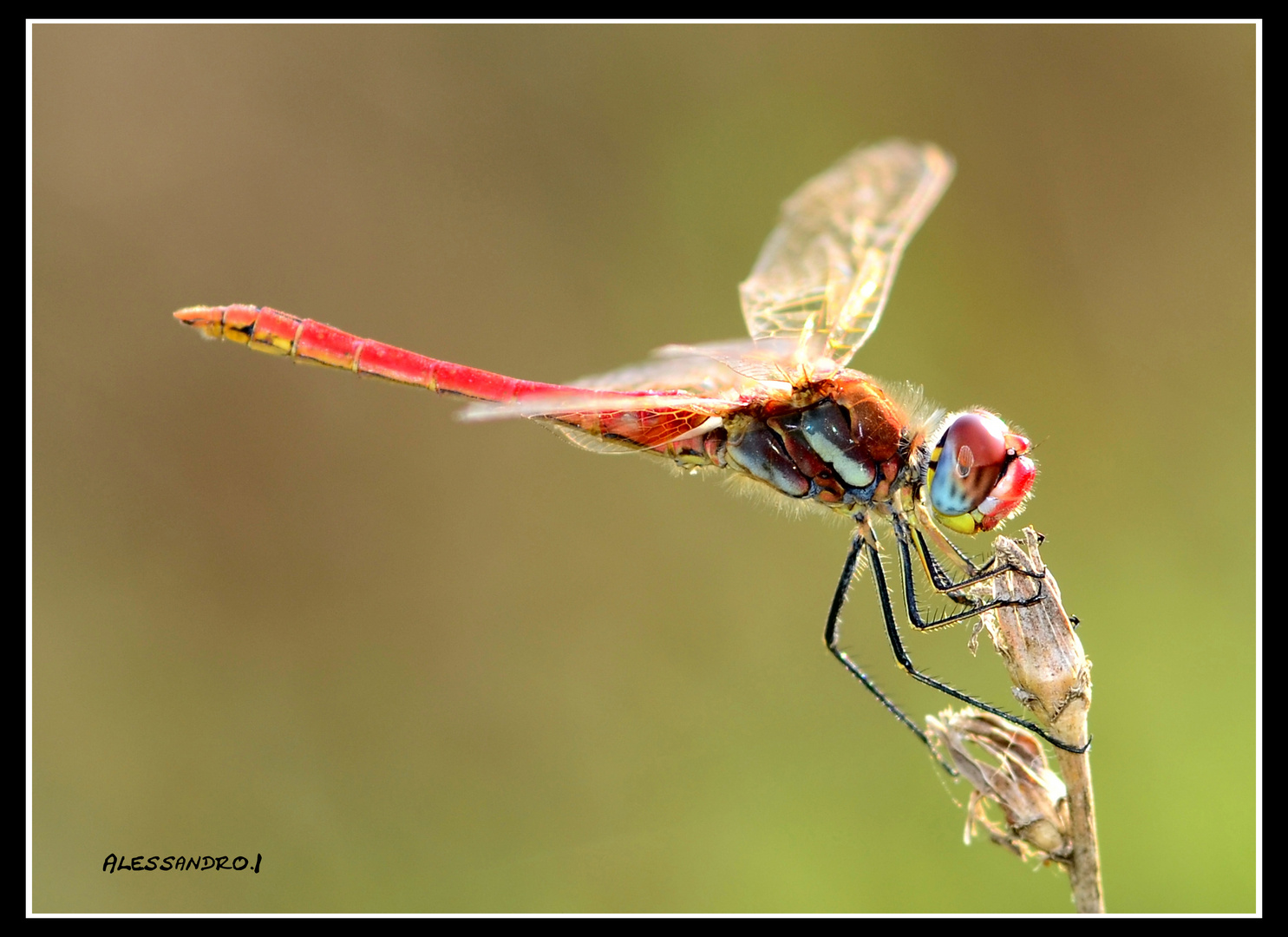 Sympetrum Striolatum