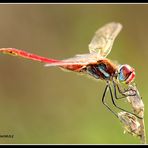 Sympetrum Striolatum