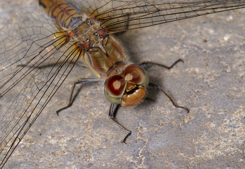 Sympetrum striolatum