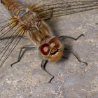 Sympetrum striolatum