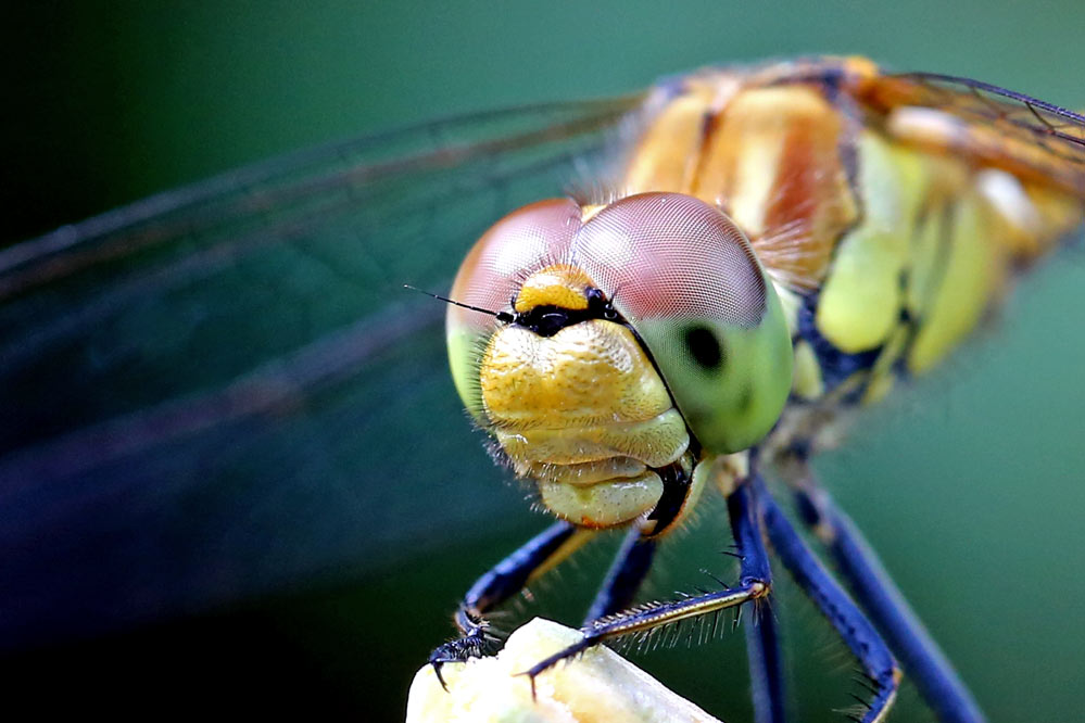 Sympetrum striolatum