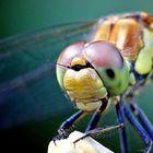 Sympetrum striolatum