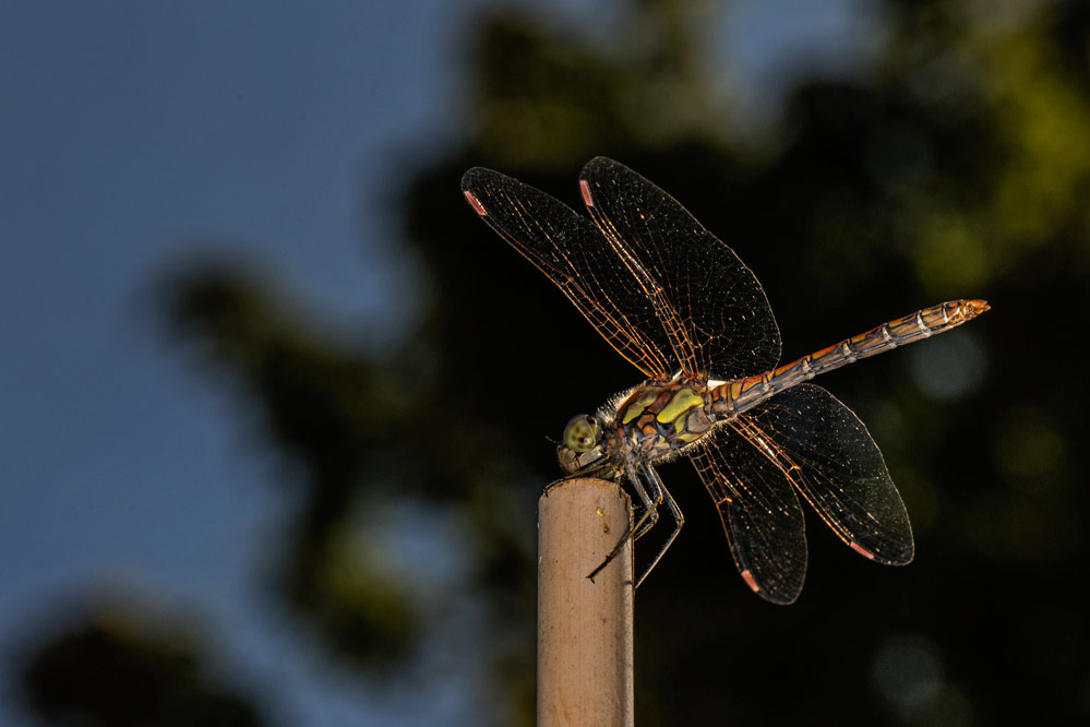 Sympetrum striolatum