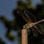 Sympetrum striolatum