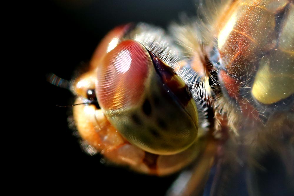 Sympetrum striolatum