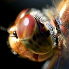 Sympetrum striolatum