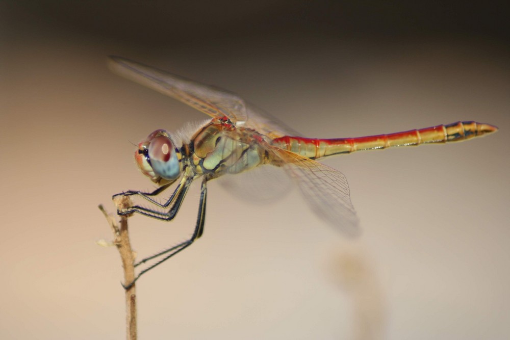 Sympetrum striolatum