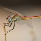 Sympetrum striolatum