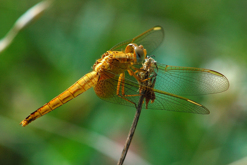 Sympetrum Striolatum