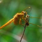 Sympetrum Striolatum