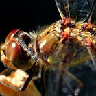 Sympetrum striolatum