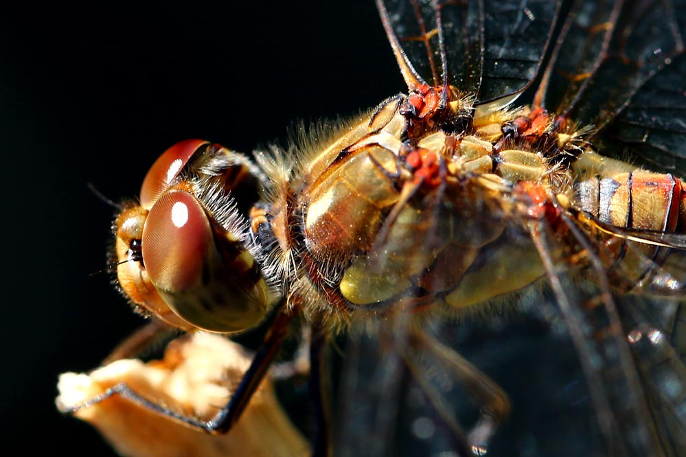 Sympetrum striolatum