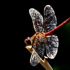 Sympetrum striolatum