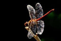 Sympetrum striolatum