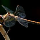 Sympetrum striolatum