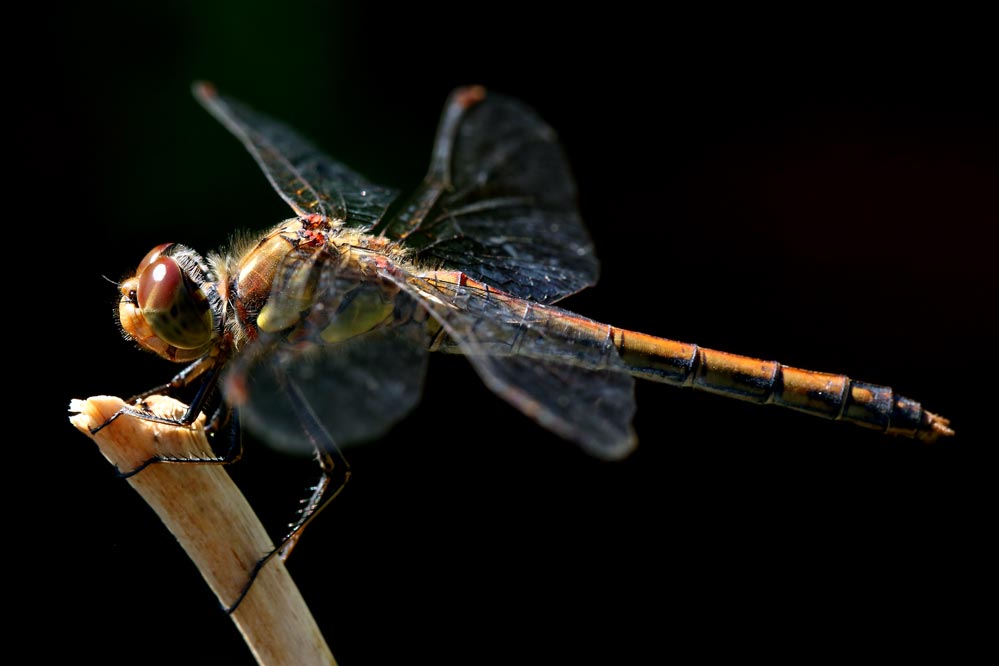 Sympetrum striolatum