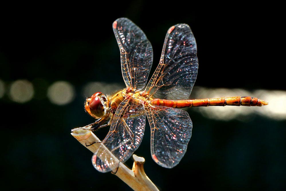 Sympetrum striolatum