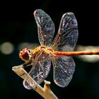 Sympetrum striolatum