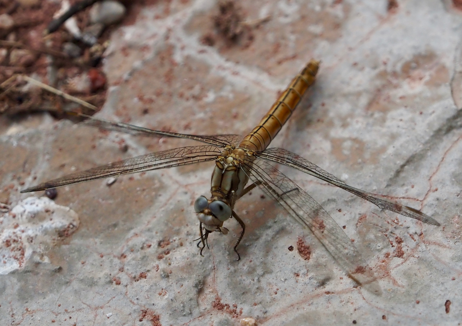 Sympetrum (striolatum) beim Verzehr einer Wanze