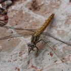 Sympetrum (striolatum) beim Verzehr einer Wanze