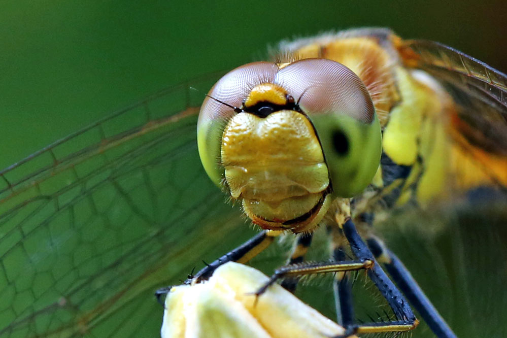 Sympetrum striolatum