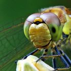 Sympetrum striolatum