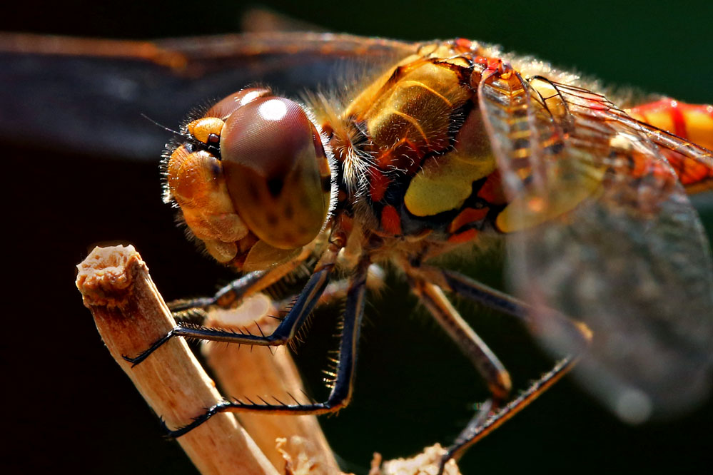 Sympetrum striolatum