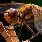 Sympetrum striolatum