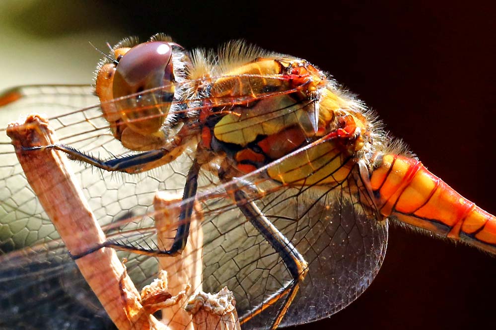 Sympetrum striolatum