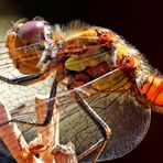 Sympetrum striolatum