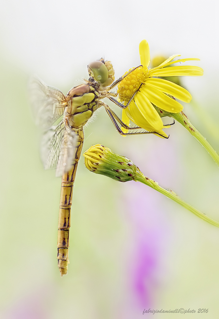 Sympetrum striolatum - Charpentier, 1840