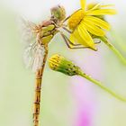 Sympetrum striolatum - Charpentier, 1840