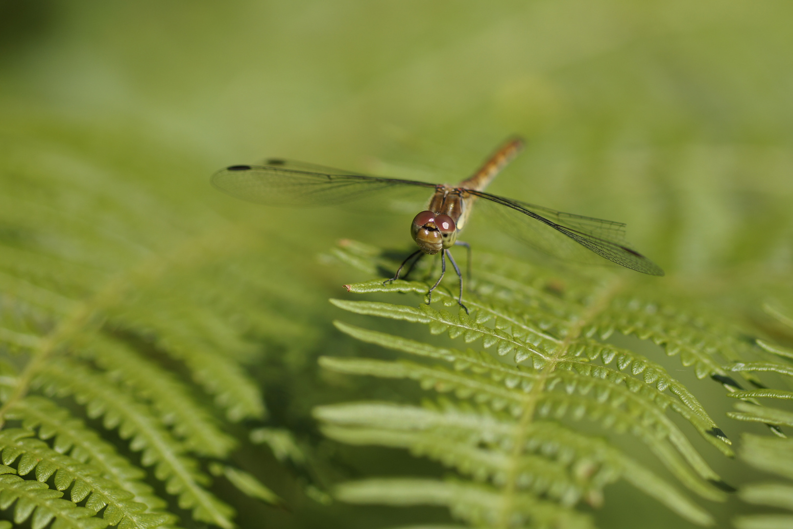 Sympetrum striolatum